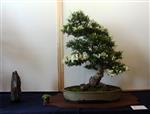 SBA-National Bonsai Exhibition 2014 (21).jpg